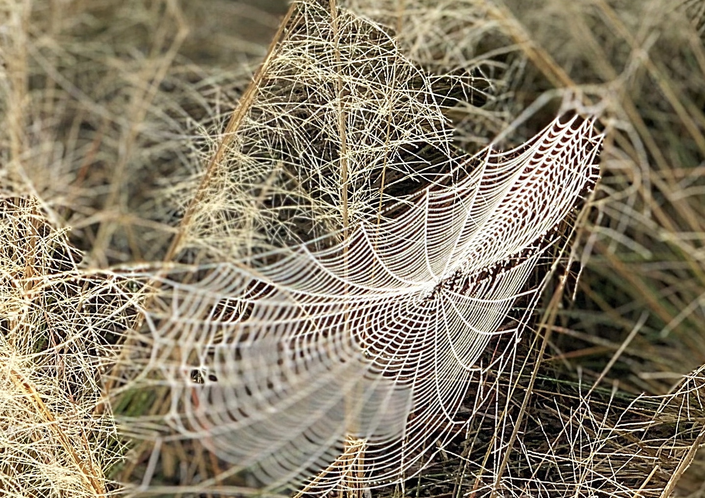 Webs of Entanglement